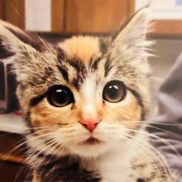 Meet your Posher, Lori - Picture 1 of 1